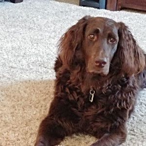 Meet your Posher, Tom